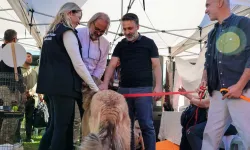 Bursa Büyükşehir'den can dostları için yuva seferberliği