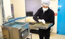 Tarladan Türkiye'ye Ormanya imzası... Tıbbi ve aromatik bitkiler değer kazanıyor