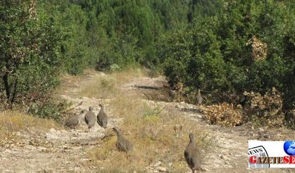 1,500 red-legged partridges tossed into air in Kütahya