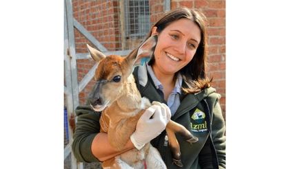 “Autumn baby” impala surprises Turkey’s wildlife park