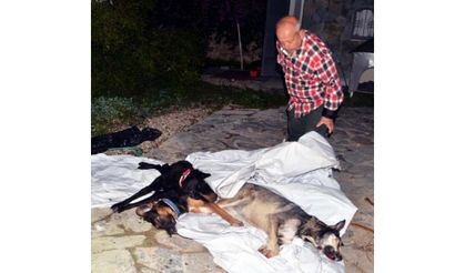 20 dogs killed by poison in western Turkey