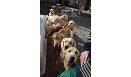 Abandoned dogs find home in US