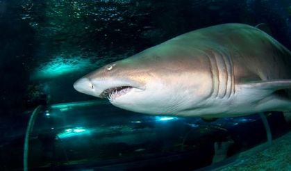 Darüşşafakalı öğrencilerin köpekbalıklarıyla gece yatısı