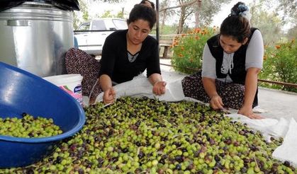 Kadirli'de zeytin ağacı sayısı 1 milyonu geçti