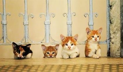 The cat’s meow: New documentary takes on Istanbul’s felines