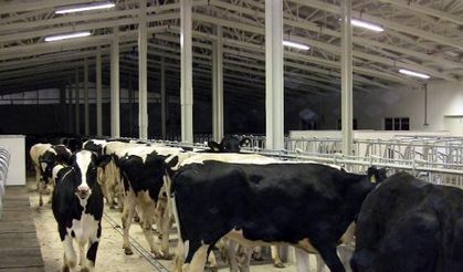Almanya'dan Atatürk Üniversitesi'ne süt verimi yüksek 60 baş Holstein inek