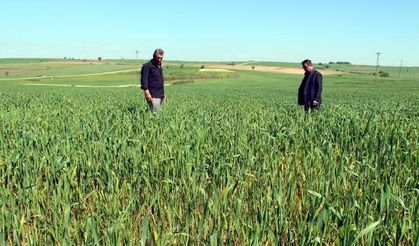 Edirne’de buğday ekili tarlalarda virüs alarmı