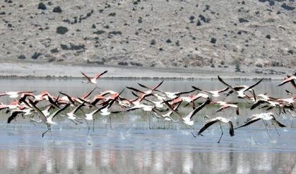 Flamingoların son sığınağı Akgöl