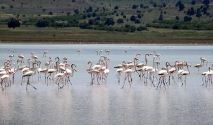 Yaralı flamingolar doğal ortamında tedavi ediliyor