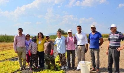 CHP üzüm üreticinin sesi olacak