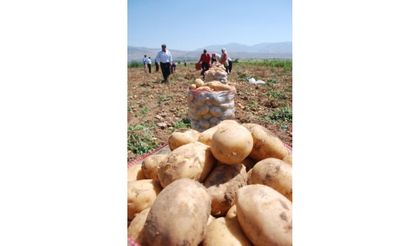 Ziraat Odaları patateste planlı üretim önerdi