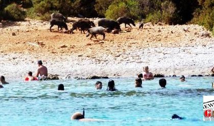 20 hungry pigs hit Bodrum beaches, socialise with tourists