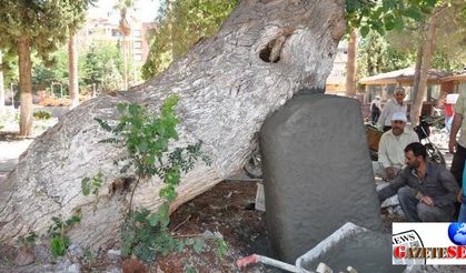 400-year-old mulberry tree supported by concrete upholder in Turkey’s Gaziantep