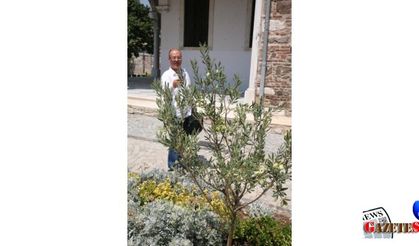 Agios Voukolos’ olive sapling gives first yield, while planted myrtle becomes tourists’ wish tree
