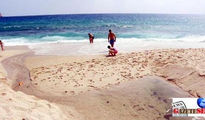 Alanya'daki mavi bayraklı plajda kurtçuk krizi çözüldü