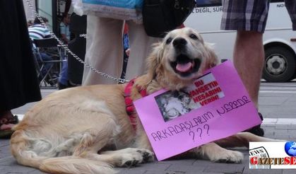 Animal activists protest 50 dogs found dead in rig trailer