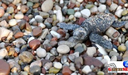 Baby caretta carettas on a compelling journey in southern Turkey