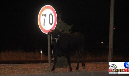 Calf flees owner, incites anarchy amid Feast of Sacrifice