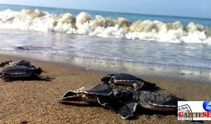 “Caretta massacre seen to occur under state permission”