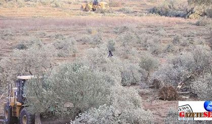 Company determines new area ‘without olive trees’ for power plant construction in Yırca