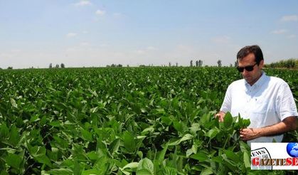 Çukurova, 'Soya Bölgesi' olabilir