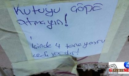 Kittens found in box suspected to be bomb amid security tension across Turkey