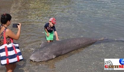 Lifeless shark washes ashore in Aegean resort town