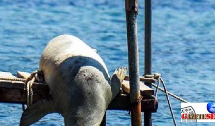 Mediterranean monk seals catch some rays off Bodrum resort town