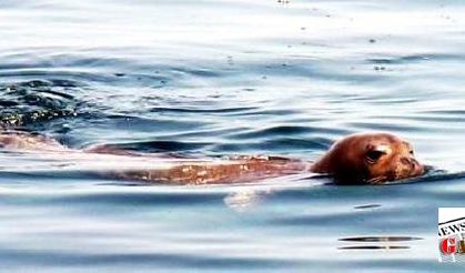 Monk seal in Mediterranean wins tourists’ hearts in Bodrum
