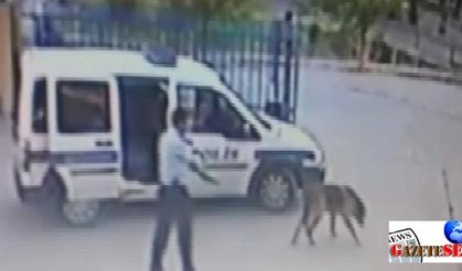 Police officer may face dismissal for shooting dog in western Turkey