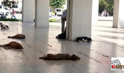 Street dogs of İzmir enjoy nap on stone ground under schorching heat
