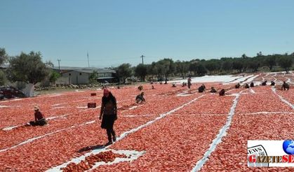 Syrian migrants replace seasonal workers from southeastern Turkey amid security tension