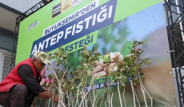 Konya'da antep fıstığı yaygınlaşıyor