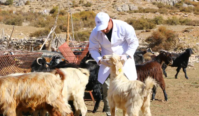 Antalya'da 'Çoban Haritası Projesi' büyüyerek devam ediyor