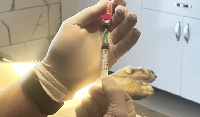 İstanbul Valiliği: Kentte son kuduz vakası 19 yıl önce görüldü