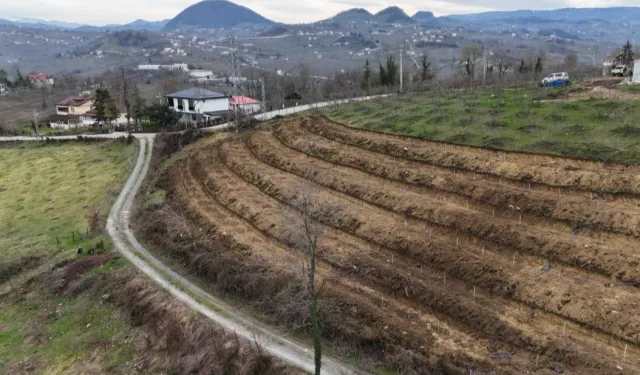 Ordu'da fındıkta verim artışı için yeni uygulama