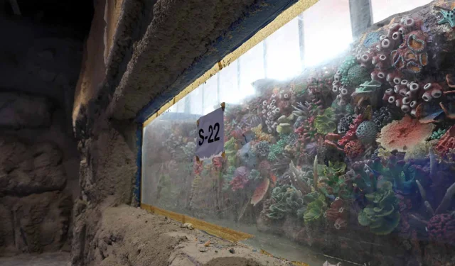 Kocaeli 'akvaryum' için geri sayım başladı... 30 farklı akvaryum eşsiz gezi yaşatacak