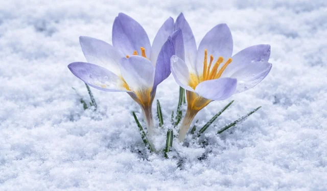 Kocaeli'de Keltepe Çiğdemi büyüledi