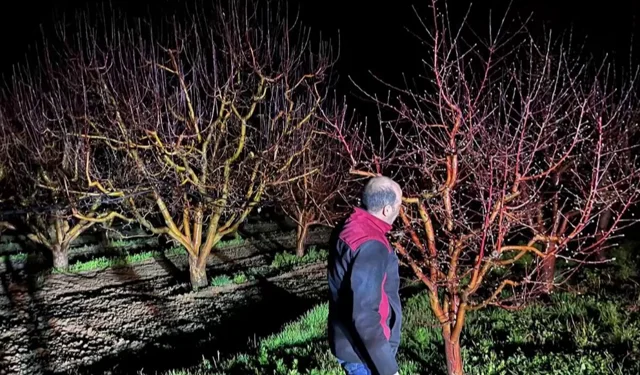 Zirai don alarmı! Ekipler sahada