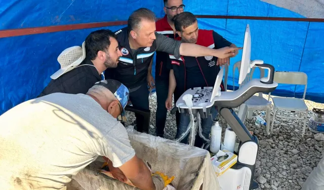 Mersin balıklarında erken cinsiyet tespiti için eğitim