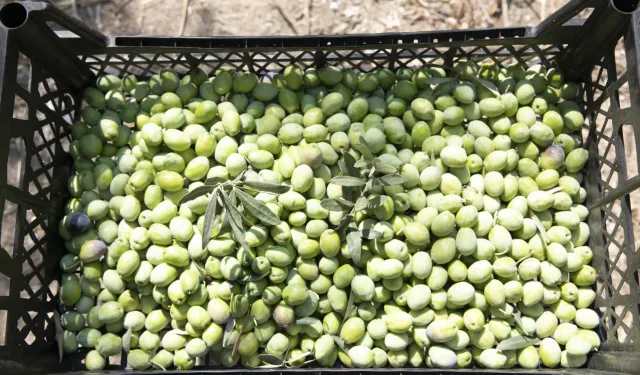 Mersin'de zeytin fidanları ürün verdi