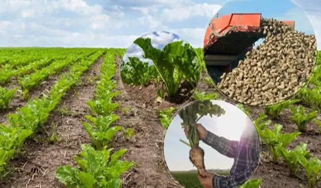 Türkşeker'in şeker pancarı alım fiyatı belli oldu