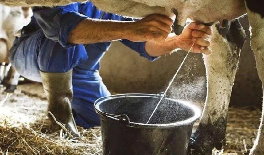 Eylül'de inek sütü yüzde azaldı, ayran ve kefir üretimi arttı