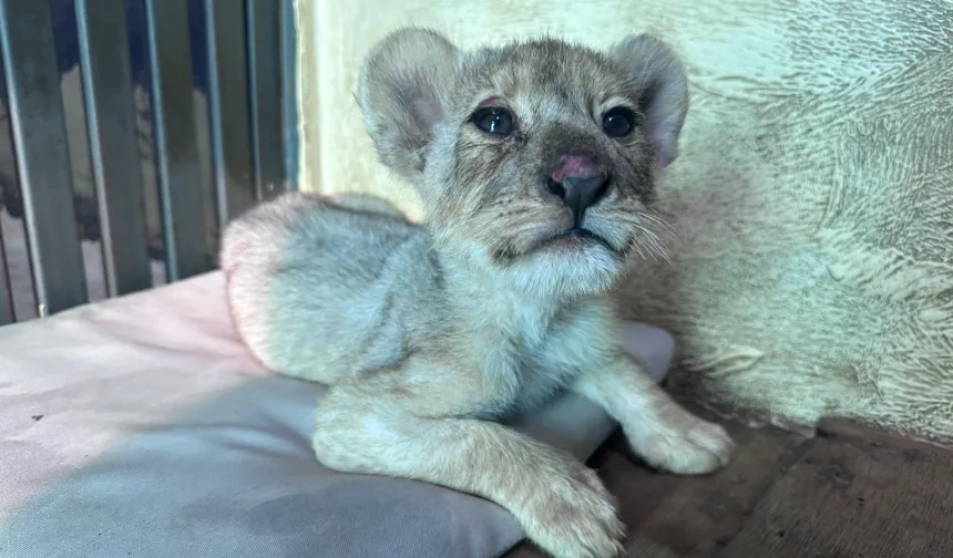 Tuzla'da kaçak aslan yavrusu kurtarıldı... Tedavisi Aslan Park'ta sürüyor