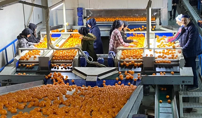 Mandalina ihracatı tarih yazıyor... 2023'ün rekorunu 2025'in 11 ayında kırdı