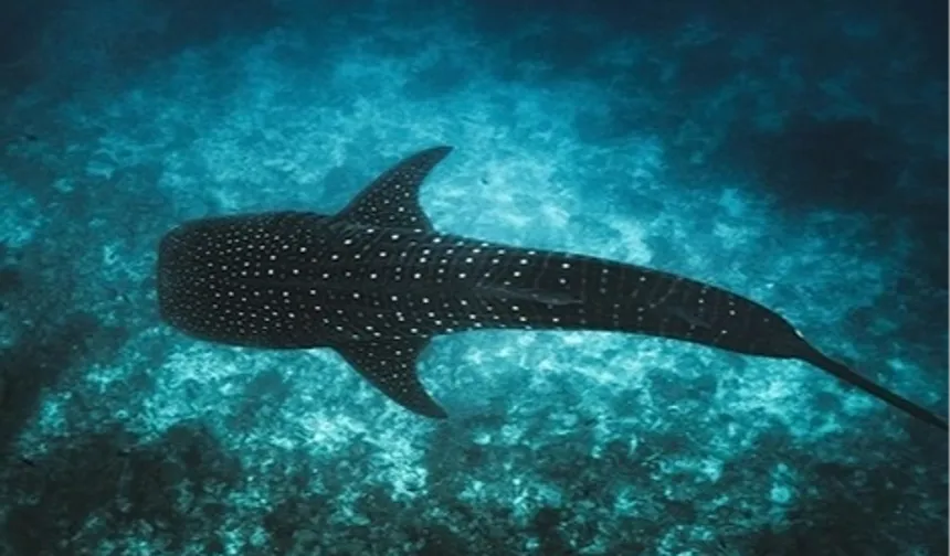 Maldivler ikonik balina köpek balıklarını korumak için Tech4Nature projesini başlattı