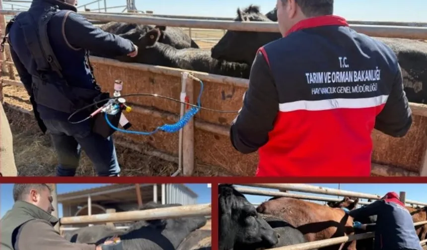 Şap aşısında iğnesiz uygulama deneniyor