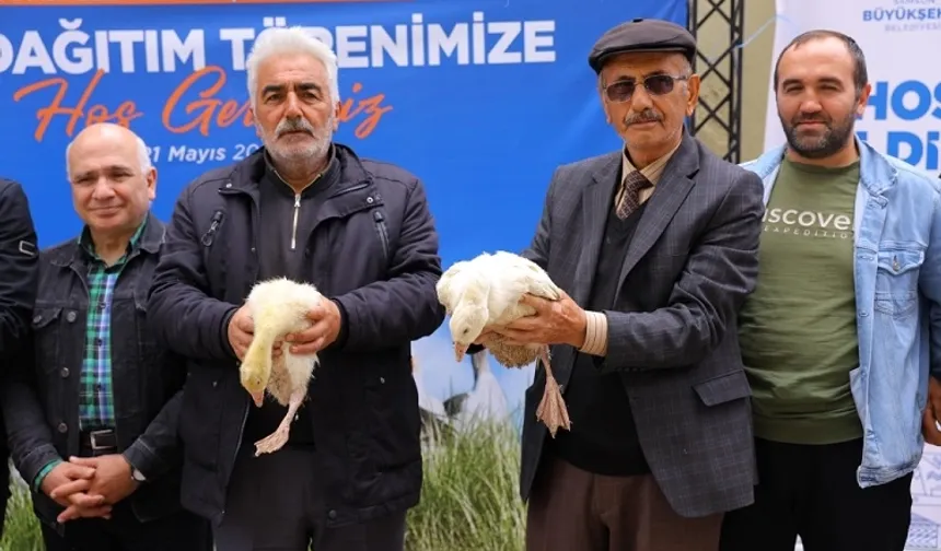 Samsun Büyükşehir'den üreticiye kaz desteği