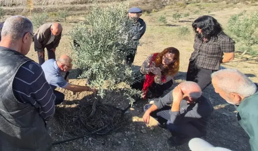 Zeytin üreticilerine uygulamalı tüyolar